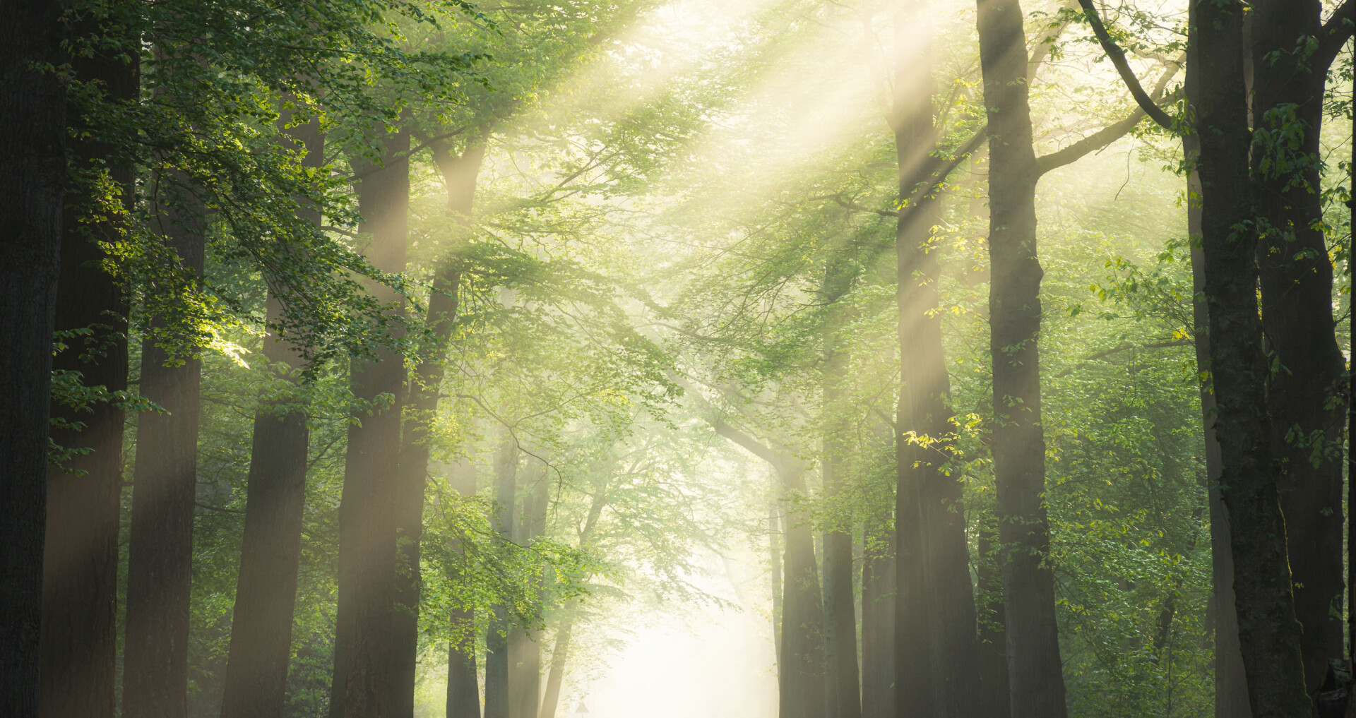 Bos met zonnestralen friends of uroqare