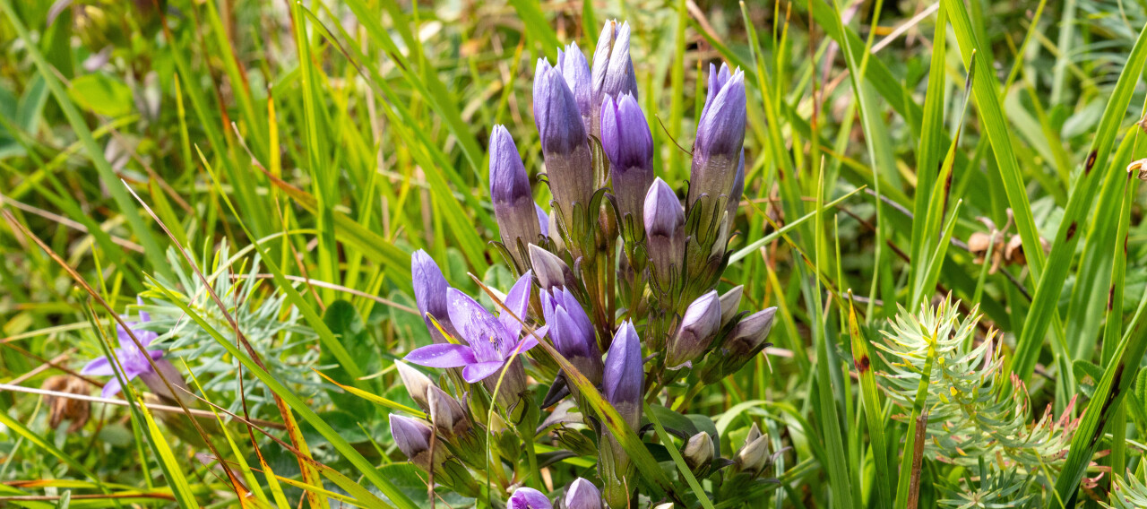 Bijzondere bloem tussen het gras friends of uroqare