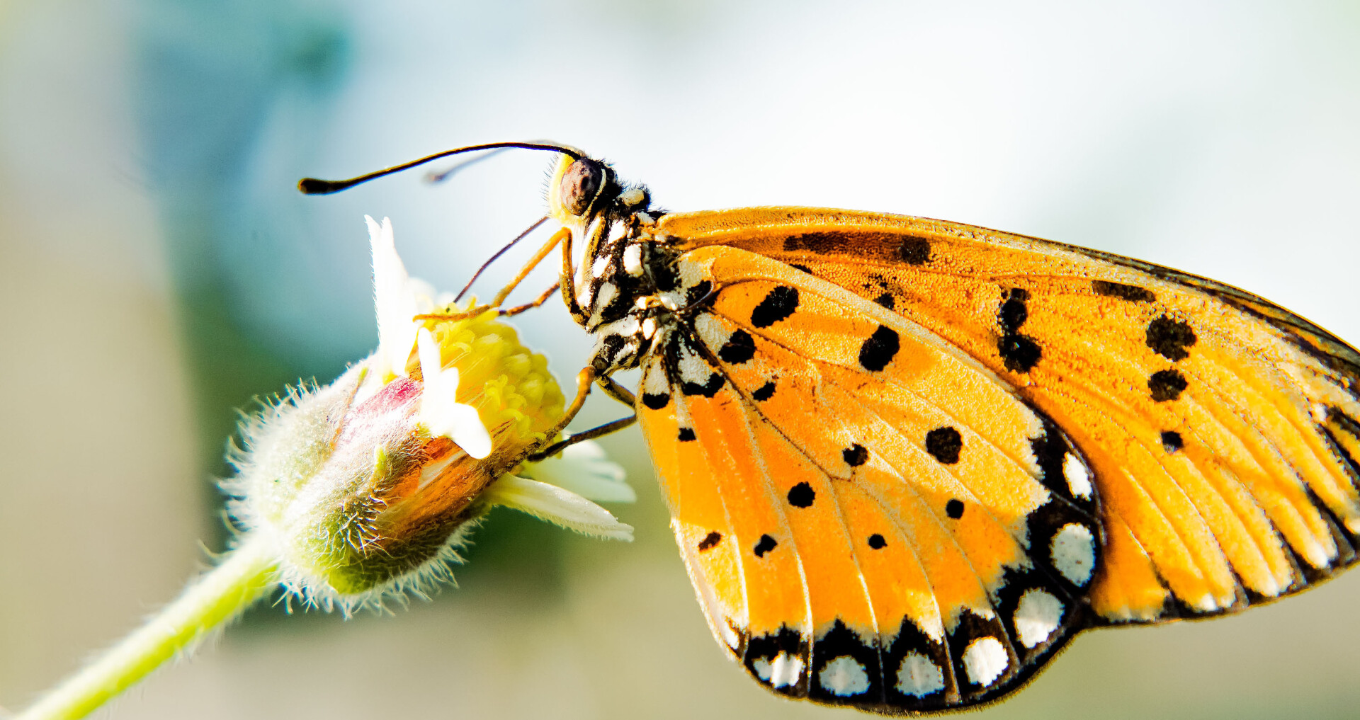 Vlinder nectar opnemen friends of uroqare